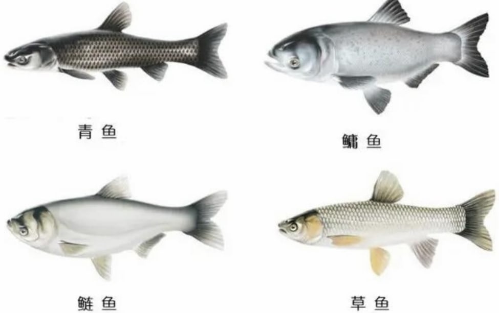 浙江安吉的大规模鱼群，时隔四十年从太湖游回安吉？（鱼群洄游）