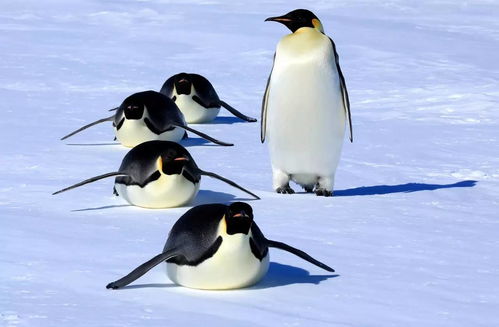 南极皇帝企鹅为什么要抱团取暖？（抱团行为）