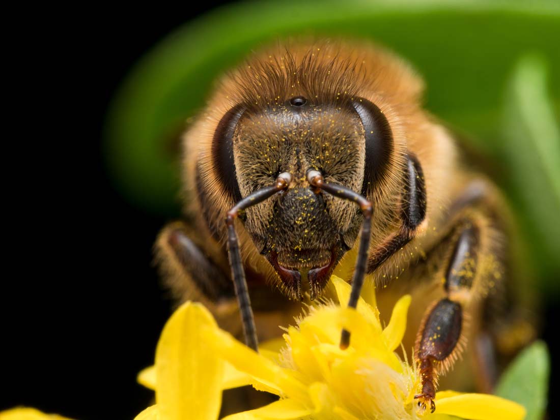 为了对付大黄蜂入侵，蜜蜂找到一种秘密武器（粪便）