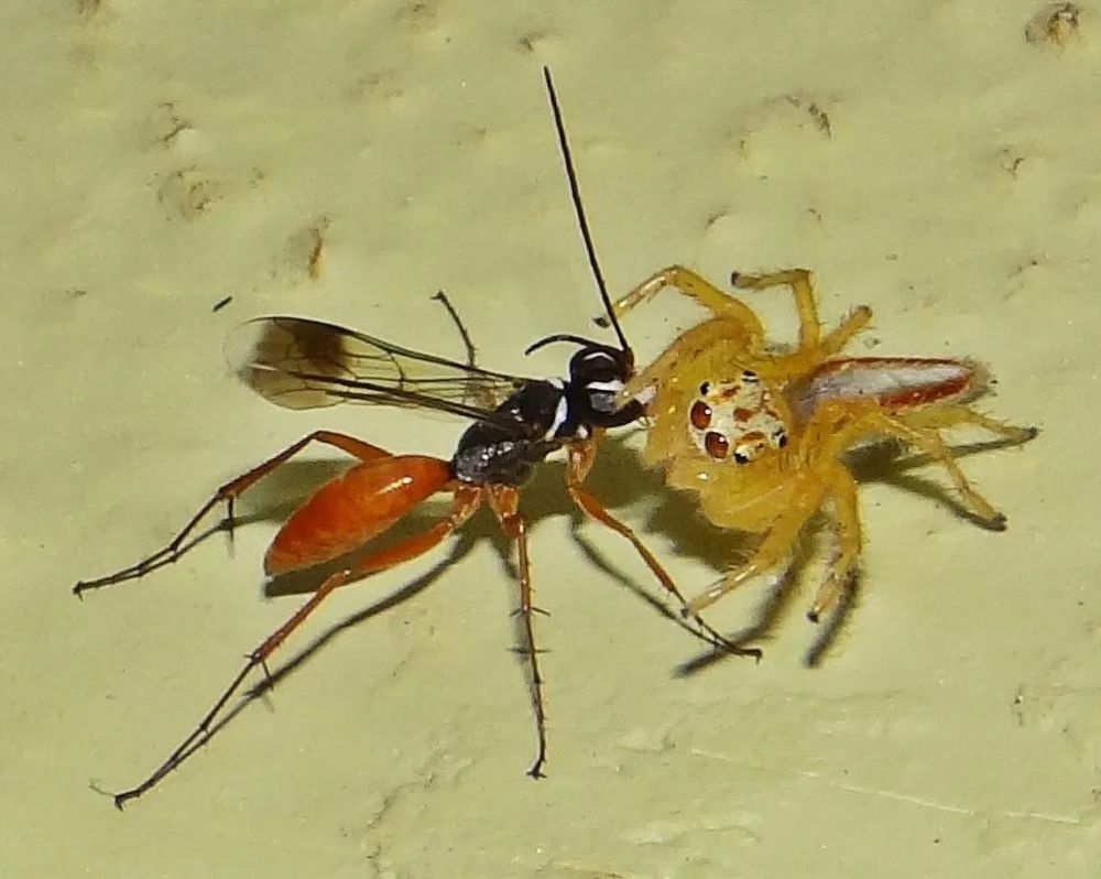 为了繁殖后代，它把虫卵放进蜘蛛的肚子（蜘蛛黄蜂）