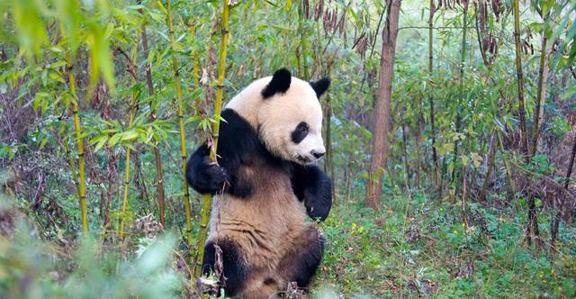 野生大熊猫会跑到其他国家，变成非中国独有物种吗？（多虑了）