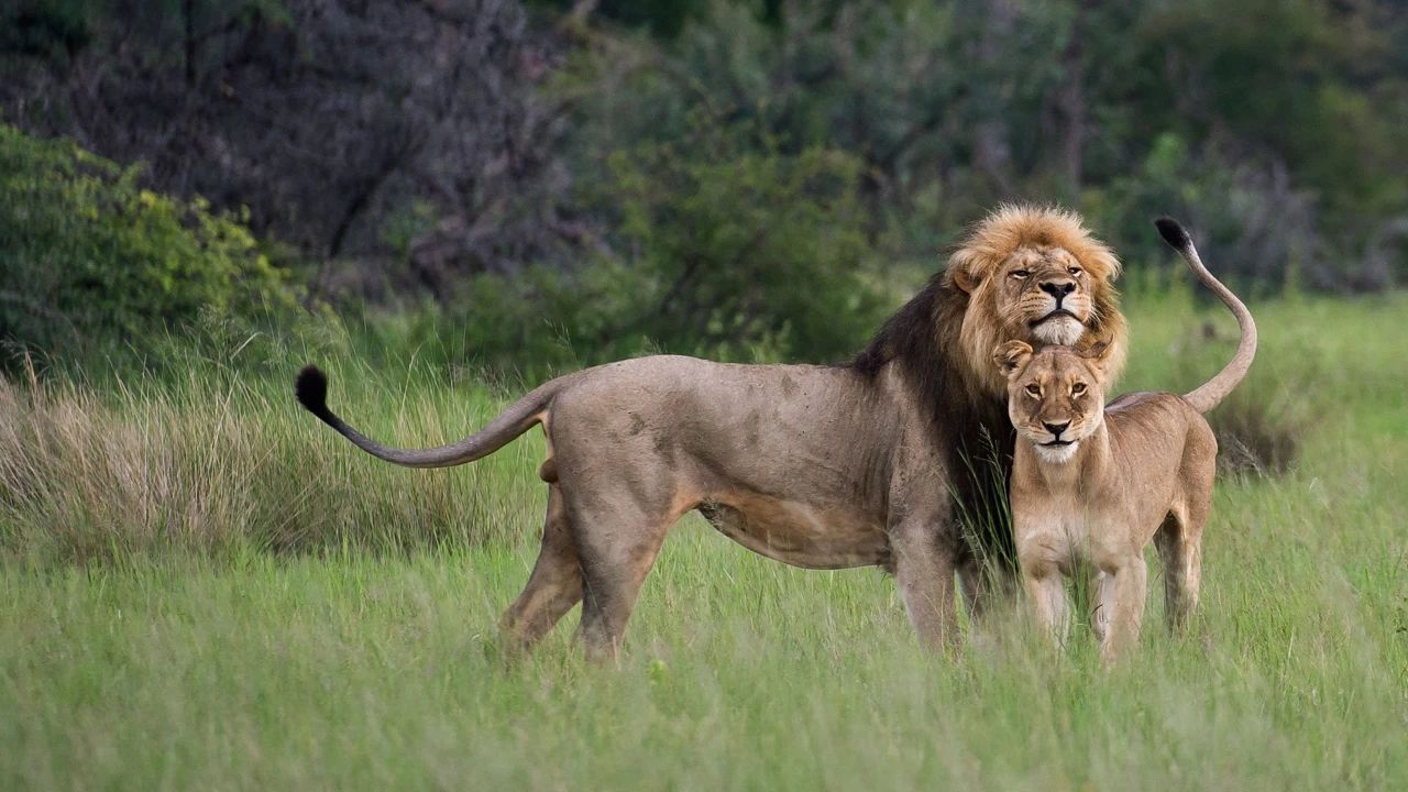 美国加州发现“病态”狮子，饿得像狗一样（物种生存）