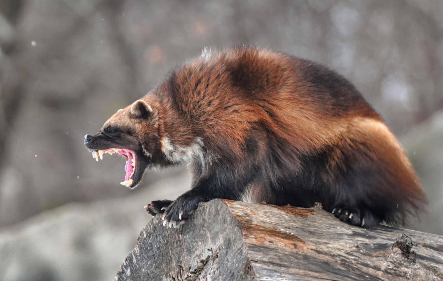 美国黄石公园发现罕见动物“金刚狼”，一蹦一跳地奔跑（貂熊）