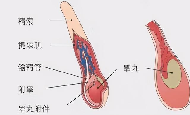 男人为什么“好色”？因为他们拥有两颗“大脑”？（第二特征）