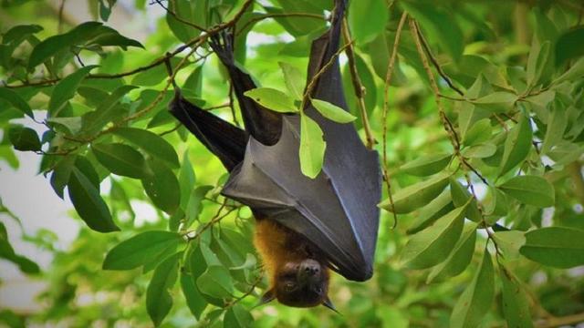 埃博拉、尼帕，蝙蝠随身携带4100多种超级病毒，可以让它灭绝