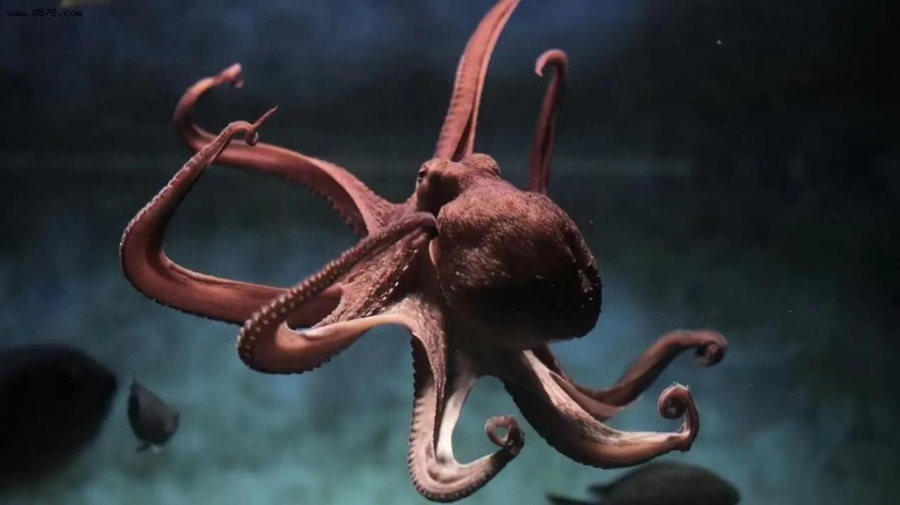 传言说章鱼是外星人的后裔，章鱼可以统治地球吗（有一定难度）