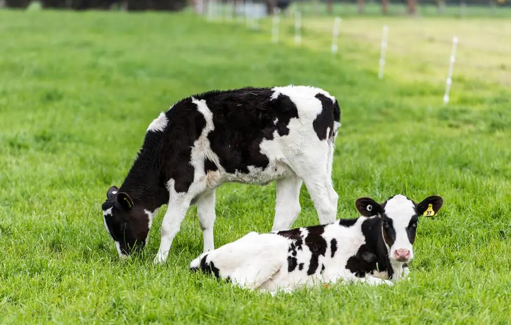 天天喝牛奶，奶牛有公牛吗？奶牛是不是生下来就会产奶？