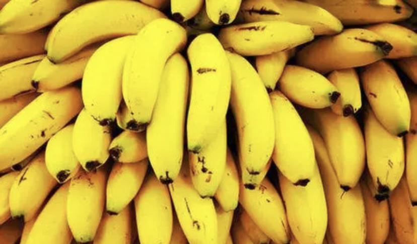 香蕉的发展历史，香蕉会灭绝吗？香蕉瘟疫又是什么？