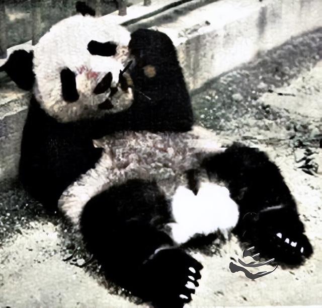 大熊猫的魅力有多大，曾遭美国女人偷盗，许多国家至今重金难求