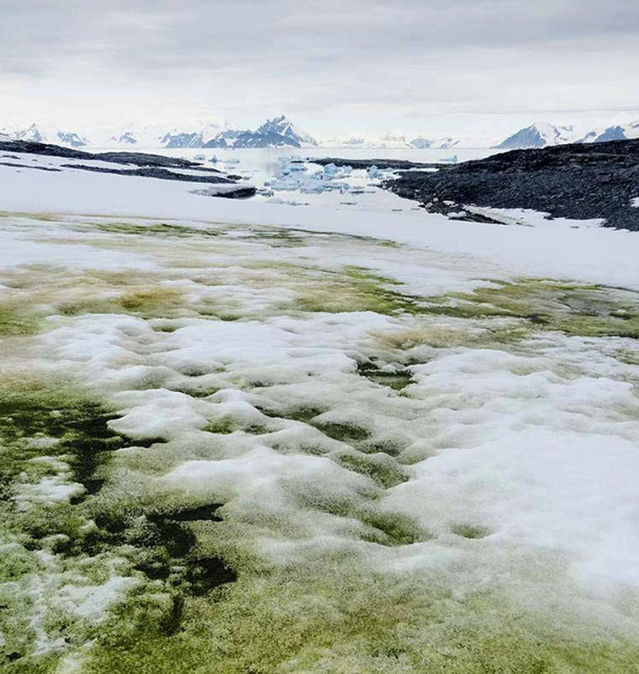 南极现大量“绿雪”，可能造成冰川融化（绿藻繁殖）