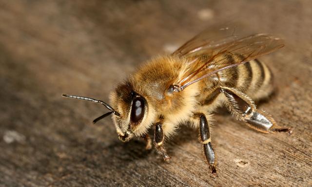 无刺的蜜蜂？巴西本土蜜蜂，曾被外来物种逼到绝境（卷土重来）