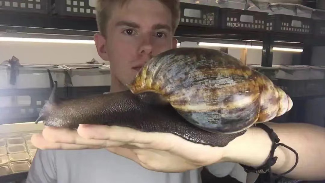 在美国温顺的蜗牛为什么被当做入侵的生物？（对那里人们健康）
