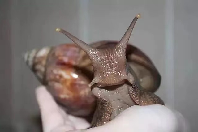 在美国温顺的蜗牛为什么被当做入侵的生物？（对那里人们健康）