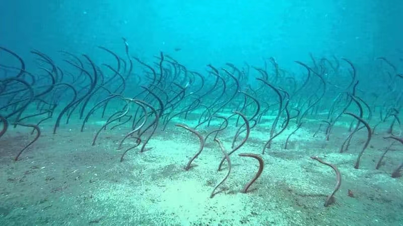在海底的花园鳗鱼是怎么觅食的？（捕食浮游生物）
