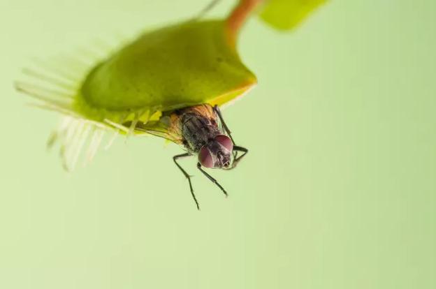 猪笼草为什么会吃虫子？新研究进攻是它们最好的防守（食肉植物）