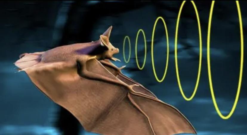 最新的研究发现，飞蛾可以利用超声波打败蝙蝠，声波打败声波？