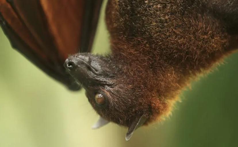 最新的研究发现，飞蛾可以利用超声波打败蝙蝠，声波打败声波？