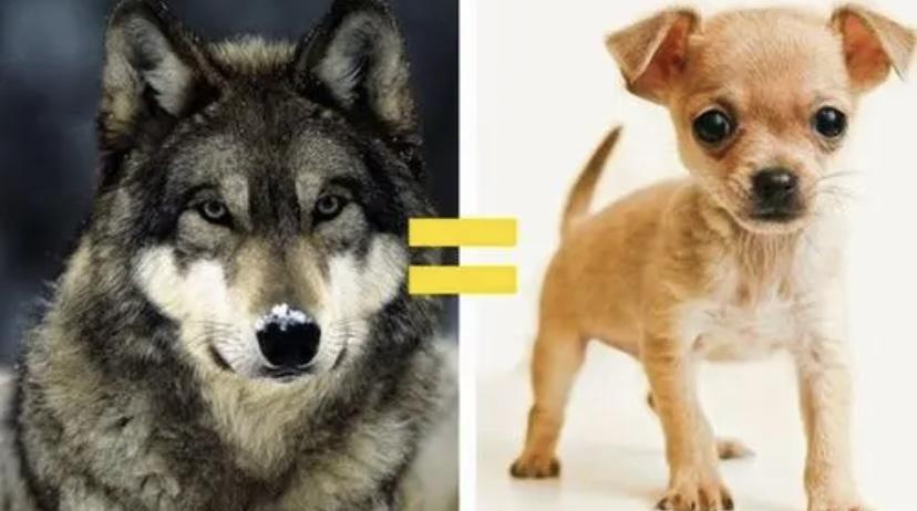 千年之前的西伯利亚犬成功进化跟着人类吃香喝辣，进化论是真的？