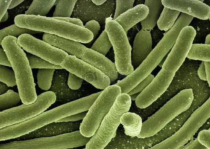 人类和室内细菌作用，人类的存在会改变室内细菌？（互相存在）
