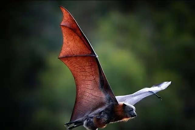 生物学的一些误判，曾说人类是蝙蝠的近亲？（技术不够）