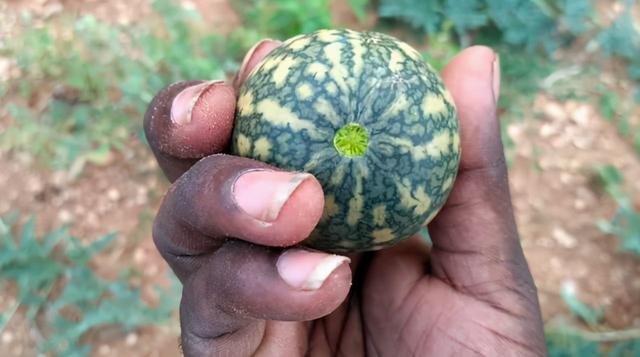 6000年前，西瓜的肉还是苦的，人们种植西瓜只为获得西瓜籽？