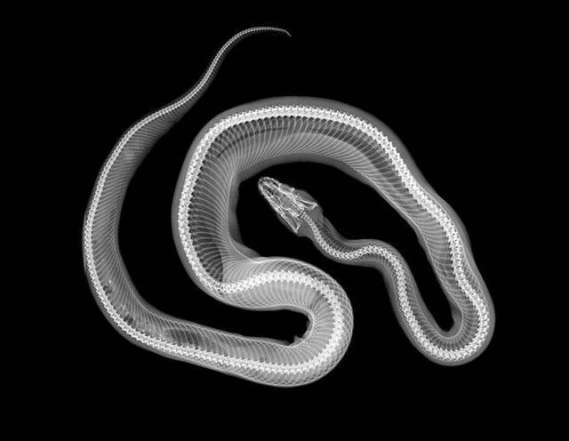 被酒精泡了几十年的蛇，DNA还完整吗？（新科技）