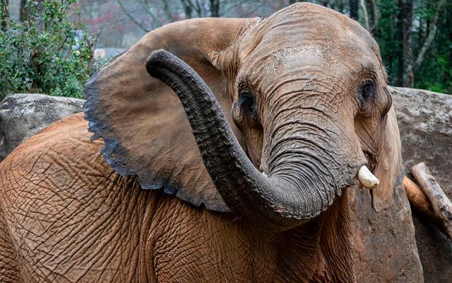 大象的鼻子不止是一根吸管，折叠的皮肤能像手一样灵活吗？