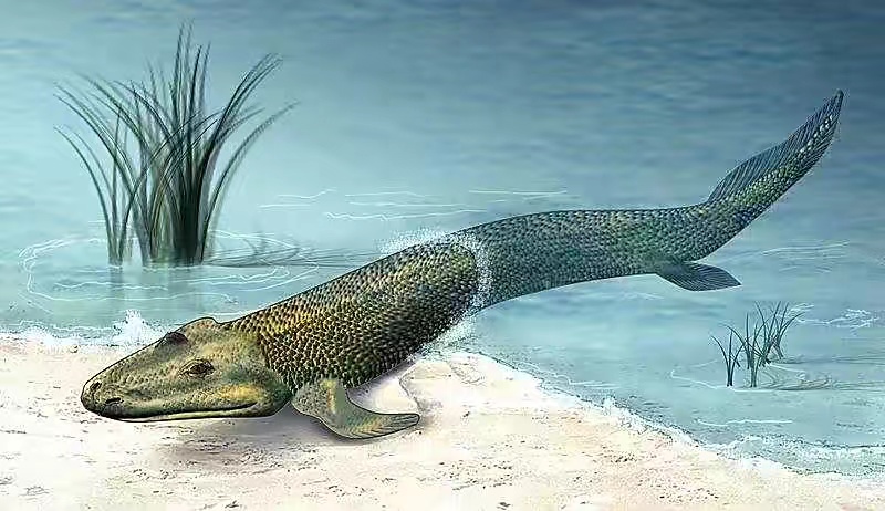 几亿年前提塔利克鱼被迫上岸，之后才有了陆地动物