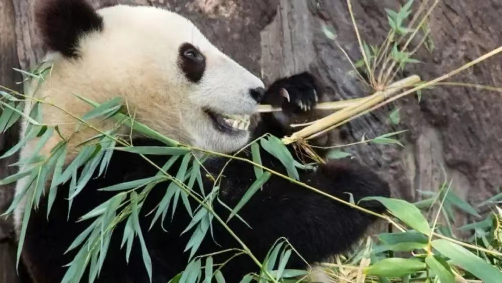 进化拇指让人类更加高级，为什么让大熊猫成为了吃竹子的动物