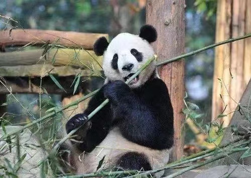 进化拇指让人类更加高级，为什么让大熊猫成为了吃竹子的动物