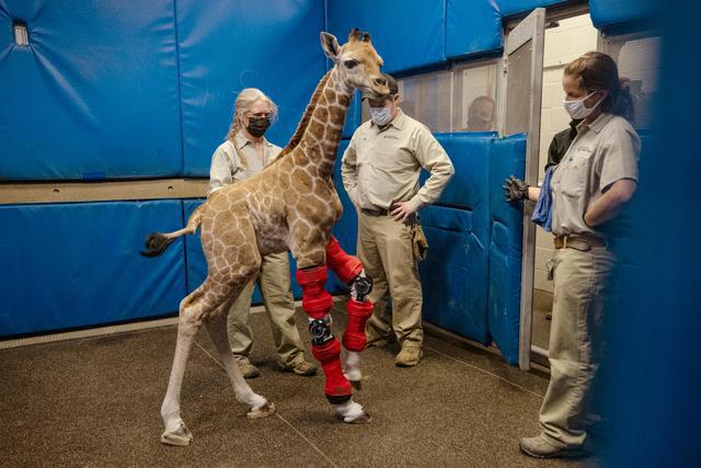 为长颈鹿安装矫形支架，为何长颈鹿没法站立，它将很快失去生命
