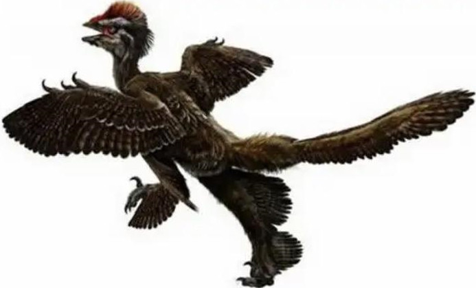 曾经在恐龙的身上出现过羽毛，和鸟类的羽毛有什么不同之处吗？