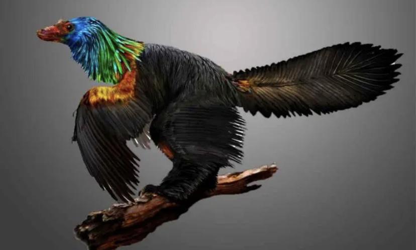 曾经在恐龙的身上出现过羽毛，和鸟类的羽毛有什么不同之处吗？