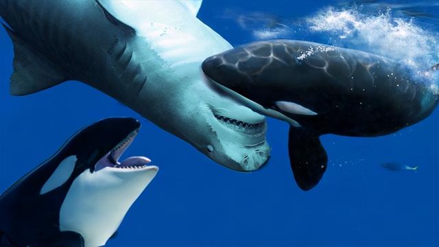 虎鲸没有毒液，却能让猎物瞬间瘫痪，究竟有什么独门绝技？