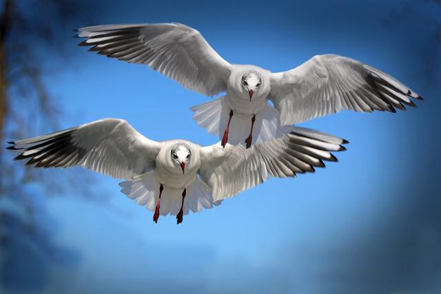 鸟类成群结队快速飞行，不会互相碰撞，它们是怎么做到的？