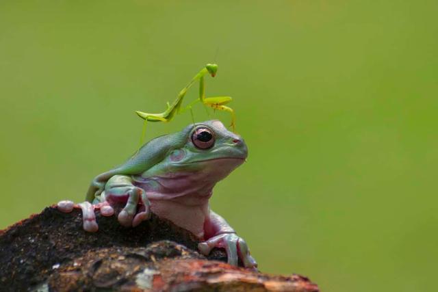 生物学家向人们征集青蛙被昆虫“反杀”的照片，究竟图什么