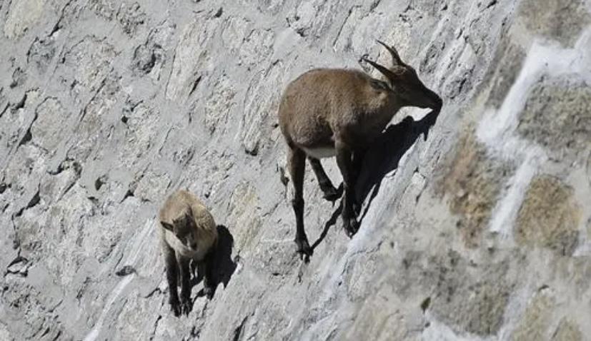 山羊是如何做到爬上岩壁的？它们的蹄子又钝又硬
