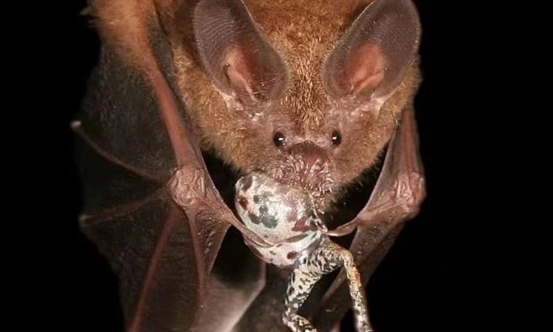 食蛙蝙蝠的记忆能保留4年之久，为什么科学家却认为这不是好事？