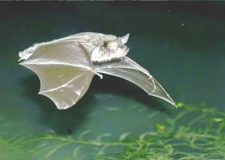 食蛙蝙蝠的记忆能保留4年之久，为什么科学家却认为这不是好事？