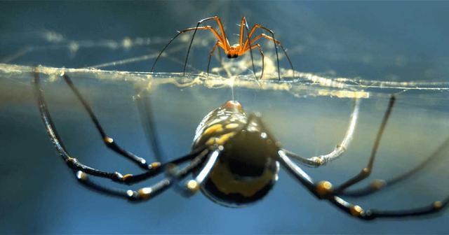 为了不被雌蛛吃掉，织球雄蜘蛛“弹射逃生”，快到摄像机也拍不到