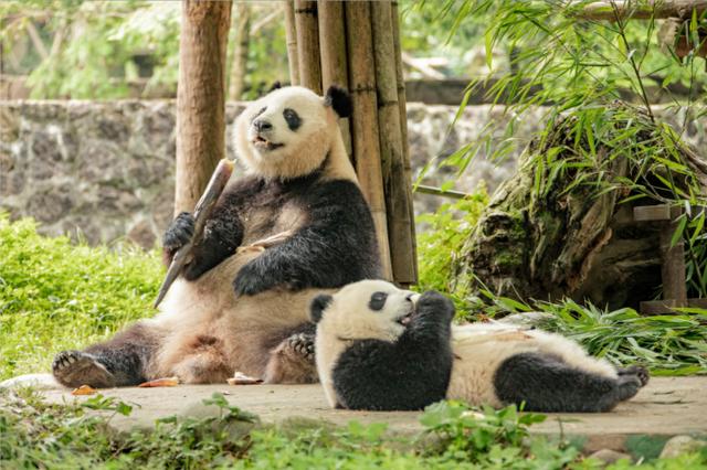 为什么大熊猫总是懒洋洋的？这得从它们吃的竹子说起