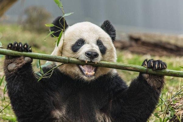 为什么大熊猫总是懒洋洋的？这得从它们吃的竹子说起