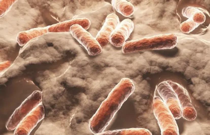研究显示，细菌在死亡后，可以将基因传递给其他的细菌？