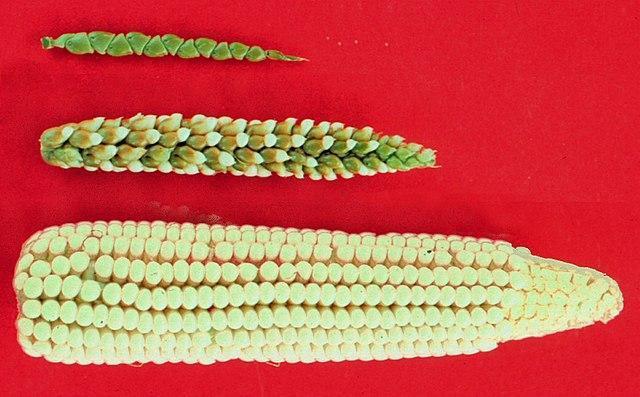 玉米在一万年前还是一株杂草，如今它足够强大，把细菌当防御武器