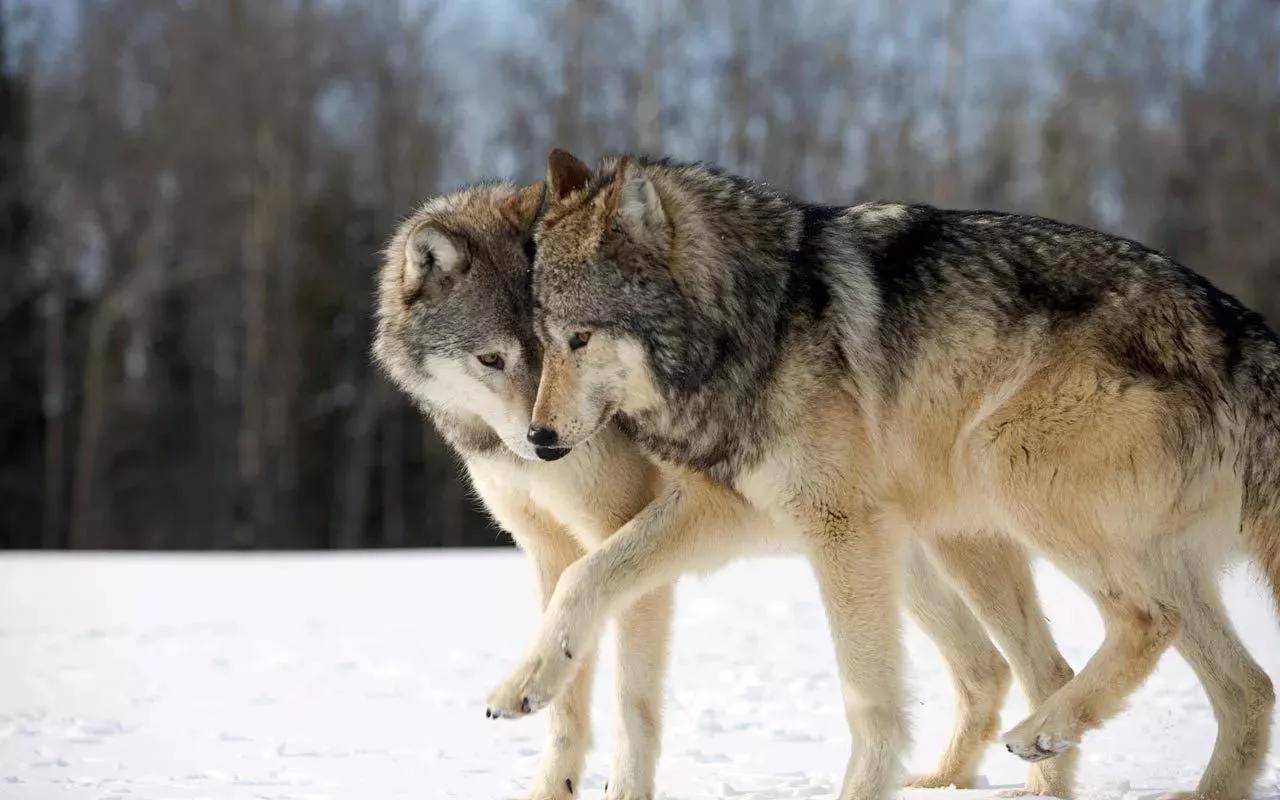一只濒临灭绝母狼奔走14000公里，只为完成交配（物种繁衍）
