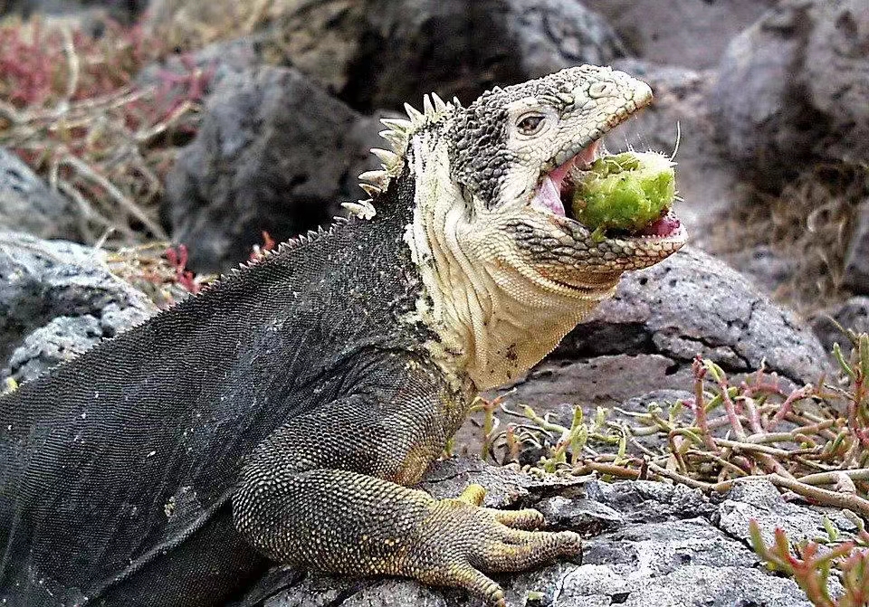 野生鬣蜥由于吃甜食出现了高血糖？（人类投喂过度）
