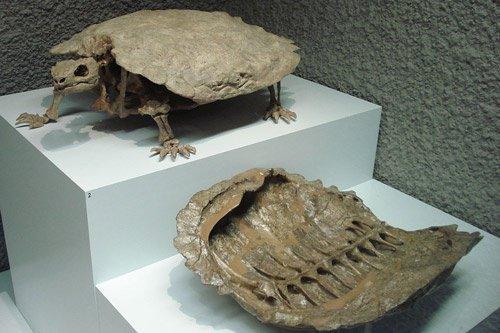 2.2亿年前的海龟，背部没有壳，进化成今天这样，它经历了什么