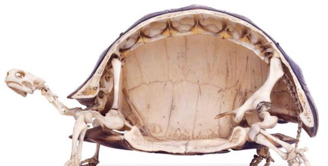 2.2亿年前的海龟，背部没有壳，进化成今天这样，它经历了什么