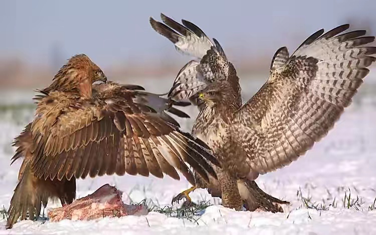 北美禽流感肆虐，号称百毒不侵的秃鹰，居然也难逃被感染的命运