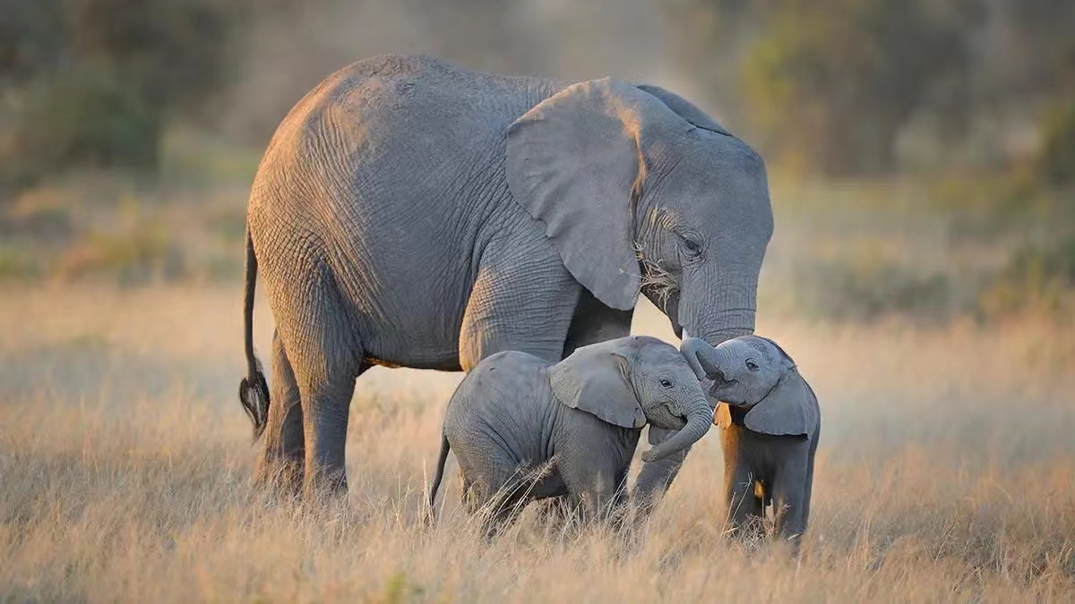 不负责任的大象？象群不会等待分娩的母象？（母象强大）